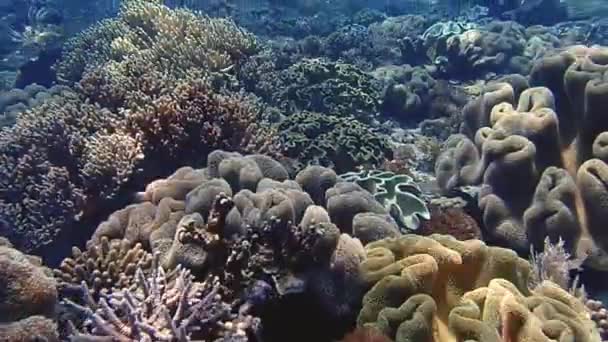 Sun Shining Coral Reef Multiple Different Types Corals All Different — Video Stock