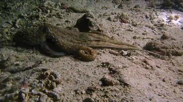 Octopus Night Dive Raja Ampat Octopus Trying Hide Away Divers — ストック動画