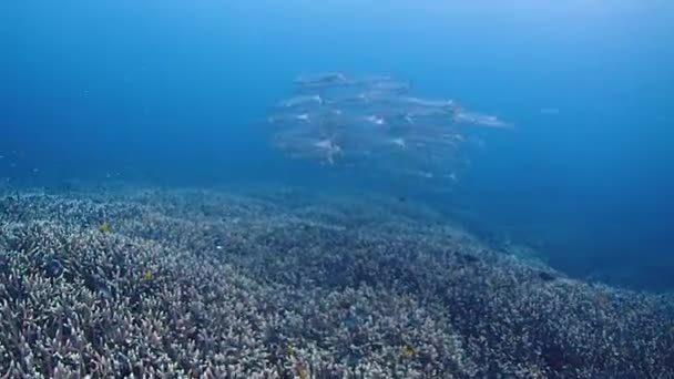 School Juventile Barracudas Hanging Sea Bottom Filled Stunning Corals Acropora — 图库视频影像