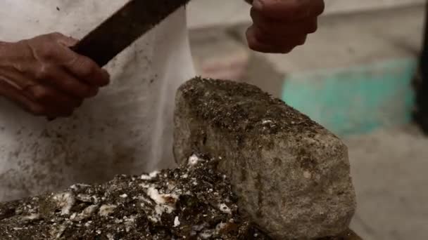 Seaside Chef Prepares Cleans Fresh Seafood Oysters — 비디오