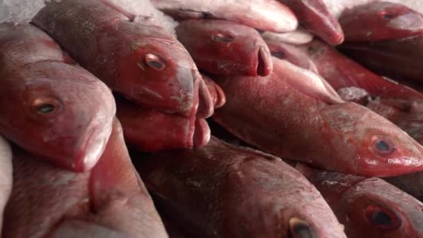 Fresh Fish Stacked Ready Sale Fishermans Market Slider — Wideo stockowe