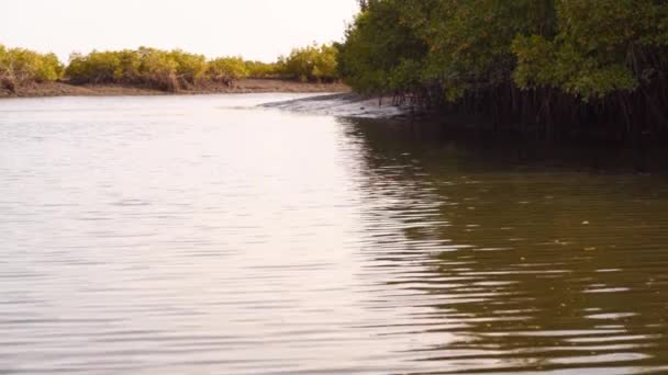 Pan View River Mangrove Jinack Island Gambia — Vídeo de Stock