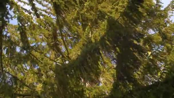 Pine Tree Branches Blown Massive Wind — Video