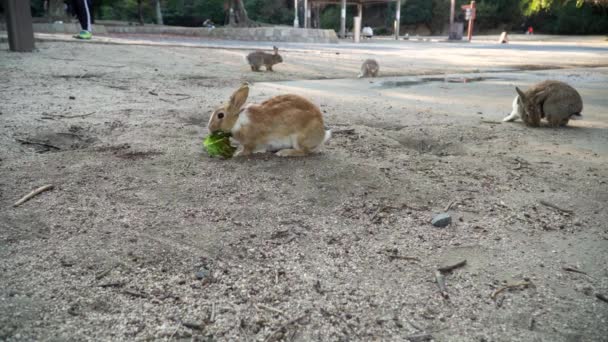 Wide Shot Rabbits Eating Playing Okunoshima Rabbit Island Japan — Stock Video