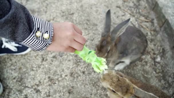 Topdown View Female Hand Feeding Two Rabbits Piece Salad — Vídeo de Stock
