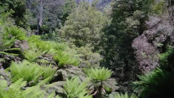 Green Ferns Forests Victoria Australia — Stock videók