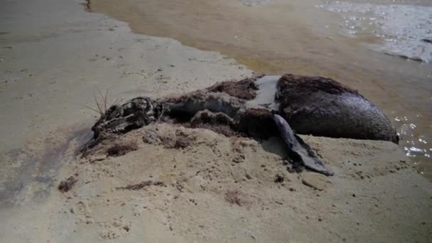 Rotting Carcass Seal Beach Shark Attack — Stockvideo