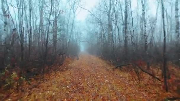 Slow Shot Misty Trail Autumn Leaves Ground — 图库视频影像