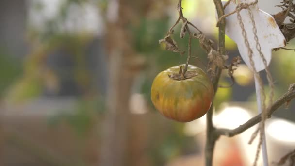 Old Tomato Being Blown Wind — Stok video