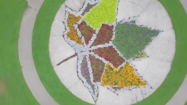 Camera Zooming Out Gorgeous Maple Leaf Made Bushes Canada Vancouver — Video Stock