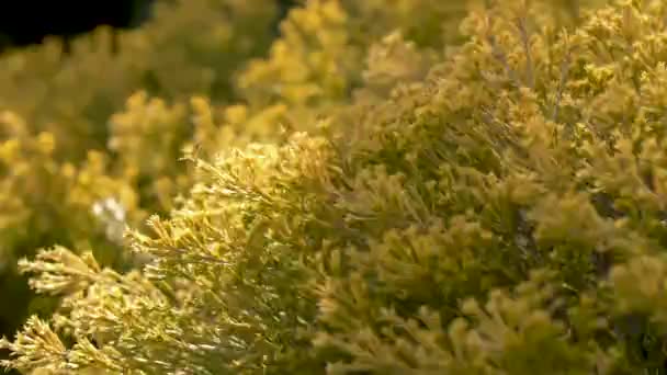 Yellow Bush Φυσάει Στον Άνεμο 50Fps — Αρχείο Βίντεο