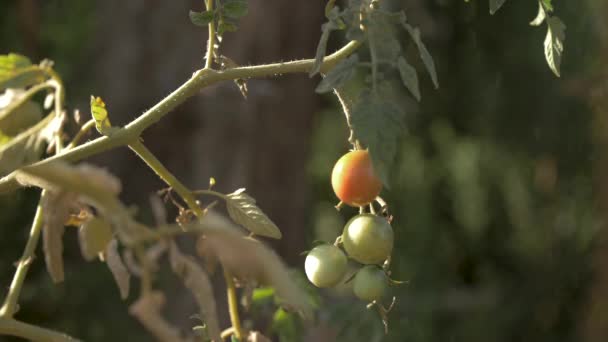 Ένα Μάτσο Μικρές Ντομάτες Που Φυσάνε Στον Άνεμο 50Fps — Αρχείο Βίντεο