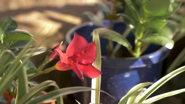 Czerwony Kwiat 50Fps — Wideo stockowe