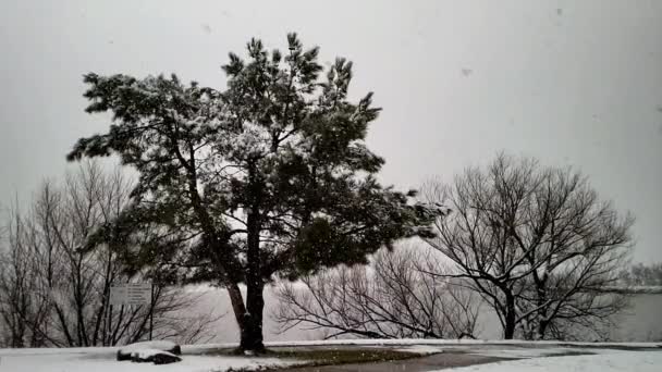 Техасские Снежинки Падают Замедленной Съемке Деревьями Озером Мрачным Небом Заднем — стоковое видео