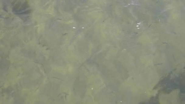 Beaucoup Petits Poissons Sous Eau Sous Une Jetée — Video