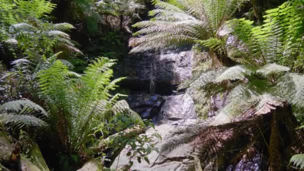 Pequeño Arroyo Forestal Cae Por Algunas Rocas Rodeadas Helechos Victoria — Vídeo de stock