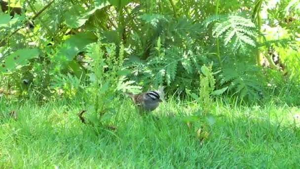 Schattig Vogeltje Het Groene Gras Een Openbaar Park Naast Een — Stockvideo