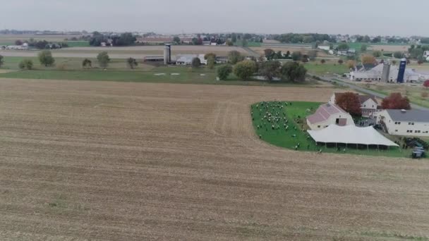 Ariel Widok Ślub Amiszów Jesienny Dzień Buggies Amisza Gra Siatkówkę — Wideo stockowe