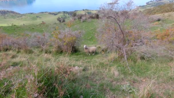 Ein Einsames Schaf Steht Auf Einer Grünen Wiese Roys Peak — Stockvideo