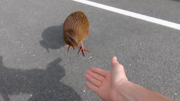 Uccello Neozelandese Cerca Cibo Picconi Dito Umano — Video Stock