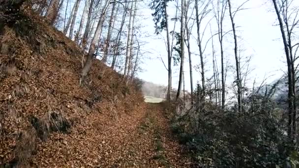 Pov Person Walk Path Exit Forest — Stockvideo