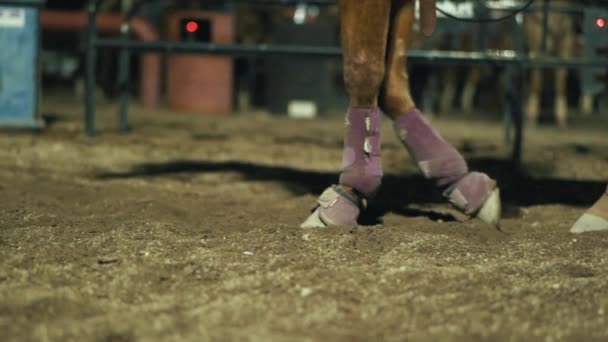 Pernas Cavalo Caminhando Imagens — Vídeo de Stock