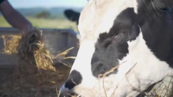 Slow Motion Close Shot Cattle Face Hand Fed Hay — Stockvideo