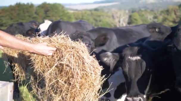 Slow Motion Close Shot Farmer Hand Feeding Hay Cattle — 图库视频影像