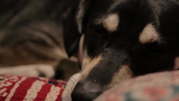 Сумний Собака Лежить Один — стокове відео