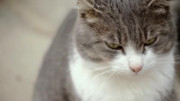 Gray White Domestic Cat Sitting Pavement Looking Closeup — Stock Video