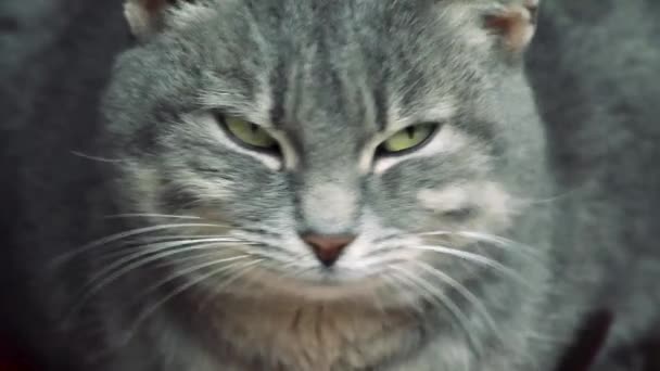 Крупный План Взрослой Серебряной Кошки Глубокими Зелеными Глазами Длинными Белыми — стоковое видео