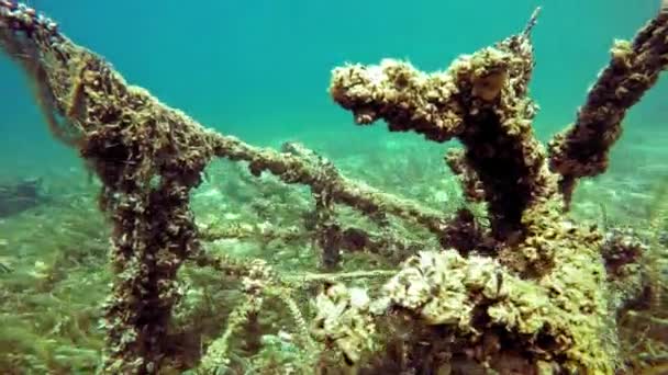 Underwater Landskape Sunken Tree Trunk Bottom Lake Ohrid Macedonia Covered — Stok video