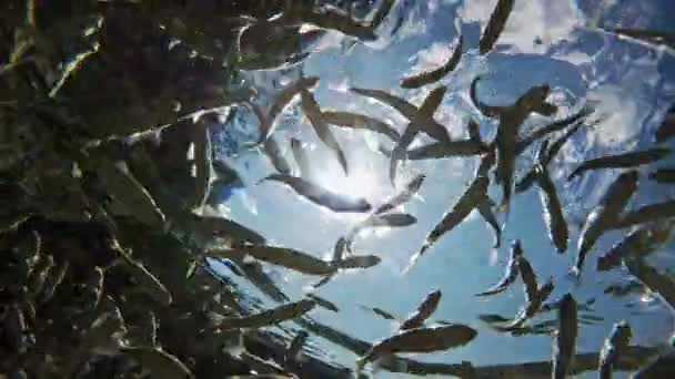 Fish Swimming Very Clear Transparent Shallow Water Swarm Minnows Moving — Vídeo de stock