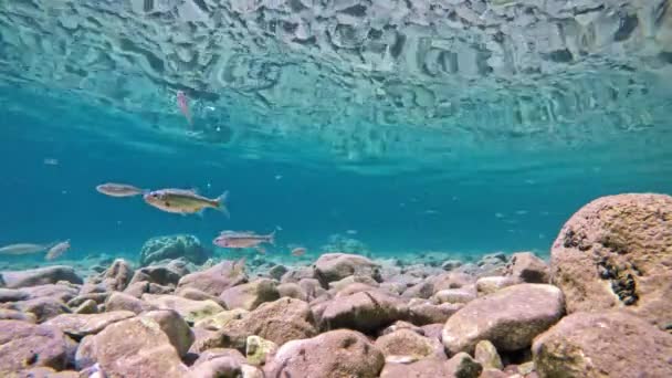 Fish Slowly Swimming Very Clear Transparent Shallow Water Minnows Moving — Vídeo de stock