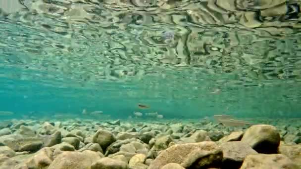 Fish Slowly Swimming Very Clear Transparent Shallow Water Minnows Moving — Stockvideo