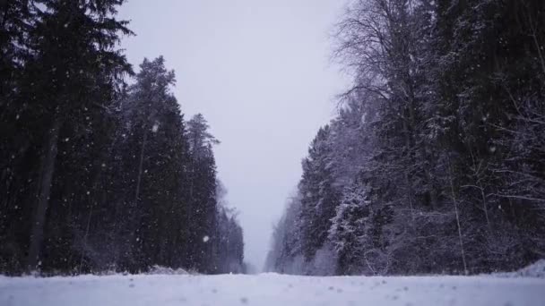 Snow Falling Slow Motion Empty Road Forest Riga Latvia Low — 비디오