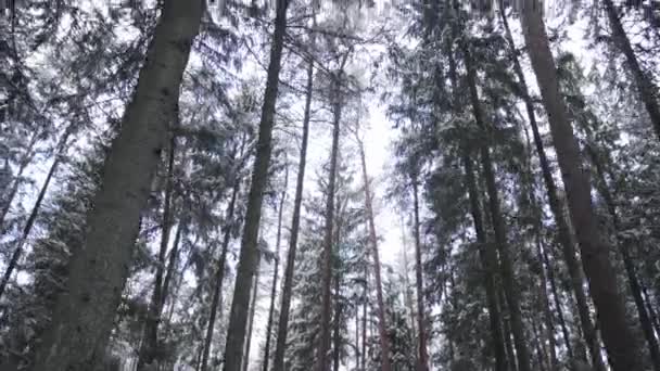 Camera Moves Trees Forest Riga Latvia Winter Camera Points Upwards — 비디오