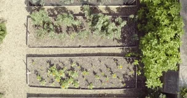 Aerial View Unrecognizable Elderly Lady Picking Fresh Vegetables Large Vegetable — Stock Video