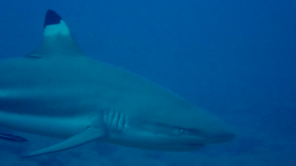 Shark Swimming Close Camera Shot Zoomed You Can See His — Vídeos de Stock