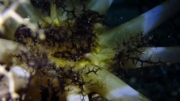 Coral Uses Its Tentacles Feed Plankton Its Mouth Filmed Night — Vídeo de stock