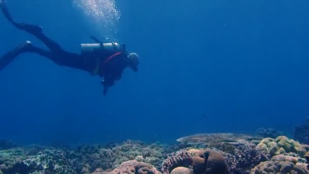 Scuba Diver Exploring Beautiful Coral Reef Camera Tripod Capturing Vibrant — Vídeo de stock