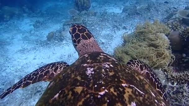 Turtle Swimming Ocean Camera View Filming Top Turtles Shell Turtle — Vídeo de stock