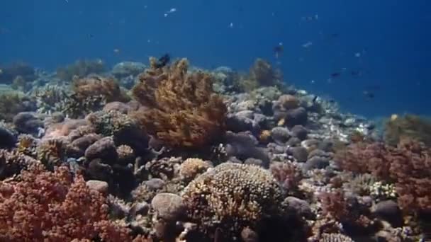 Healthy Coral Shallow Coral Reef Stunning Underwater Landscape Environment — Wideo stockowe