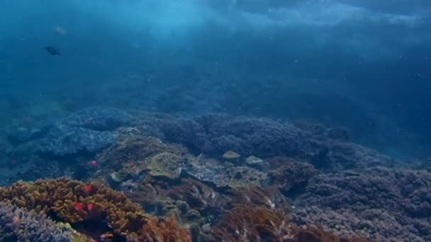 Surface Wavy Waters Camera Filmes Waves Crashing Land Many Corals — ストック動画