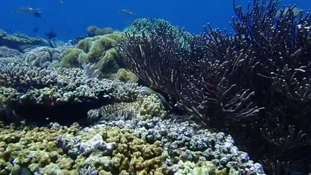 Beautiful Underwater Landscape Lots Corals Fish Filmed Banda Sea Indonesia — Vídeo de stock