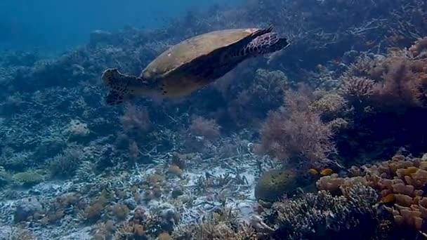 Turtle Looking His Flying Clear Water Swimming Amazing Underwater Seascape — Vídeo de Stock