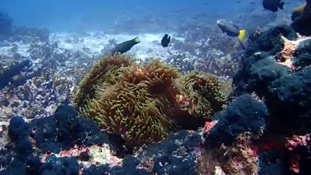 Some Clown Fish Guarding Anemone Gracefully Beautiful Colorful Shot Nemo — Videoclip de stoc