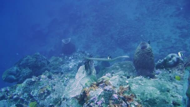 Poisonous Sea Snake Swims Top Coral Reef Looking Food — Stock video