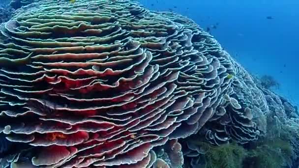 Cabbage Corals Creating Massive Coral Structure Sloping Wall Home Lot — 图库视频影像