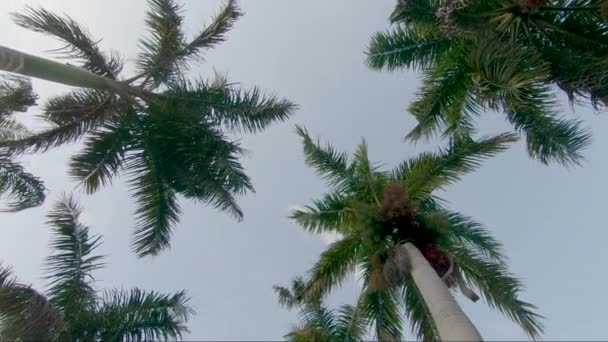 Looking Beautiful Palm Trees Blue Sky Footage Slow Motion — Stockvideo
